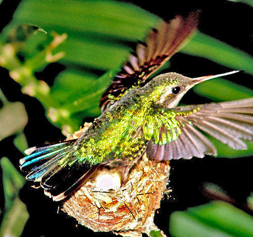 protecting the nest