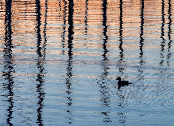 Photo by ingrid taylar. Licensed CC-By-Non-Commercial.