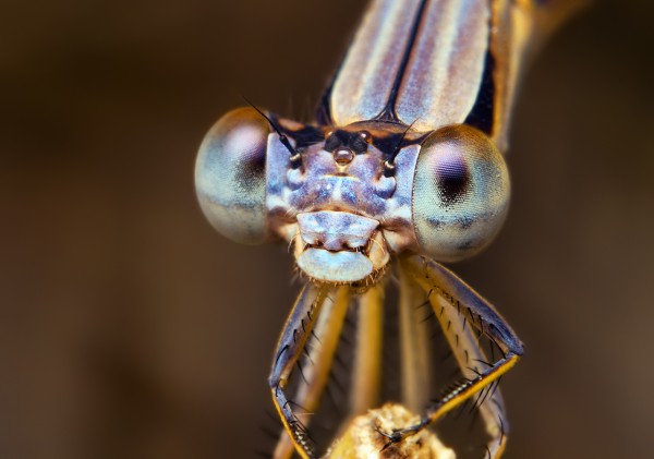Photo Credit: Thomas Shahan. Licensed cc-by-nc-nd