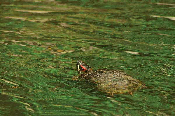 Photo by Omar Willey. Licensed CC-BY-SA.
