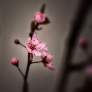 Photo by Thomas Ulrich. Licensed CC0-Public Domain.