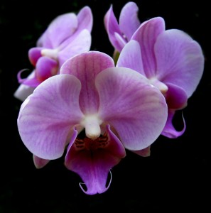 Photo Credit: Puzzler4879.Licensed CC-BY-NC.