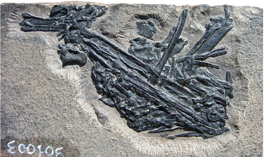 What’s in the vomit? Photo of the Italian gastric pellet, from Holgado et al., 2015. The entire specimen as pictured here is about 5 cm across. Licensed CC-BY.