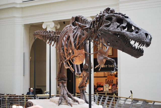 The infamous ‘Sue’ specimen of T. rex from the Chicago museum. Photo credit: OnFirstWhoIs. Licensed CC BY-SA.