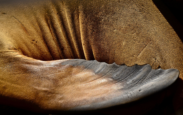 Dimension Contraction Scab and Sea Lion