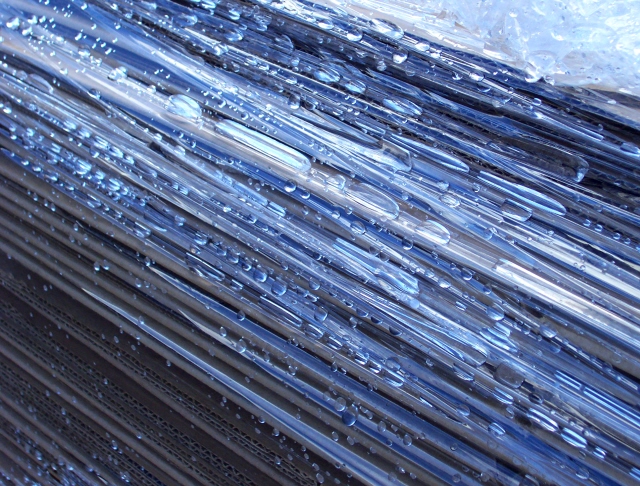 Plastic Wrap Bean Day