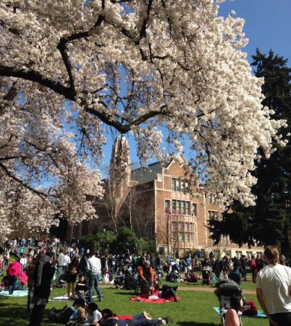 This Is What It Means To Say Hanami in Seattle