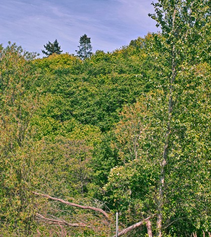 Celebrating Seattle: Turtles at Golden Gardens