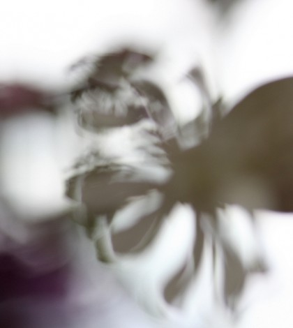 Dear Old Mrs. Cranston