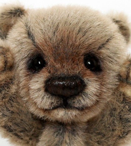 The Bear is Swelling