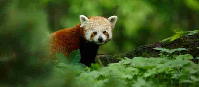 A Worldwide Mission to Assess the Planet’s State of Biodiversity and Ecosystems
