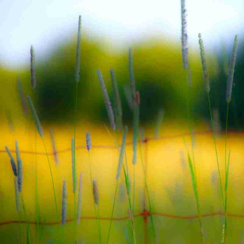 Apparition #562