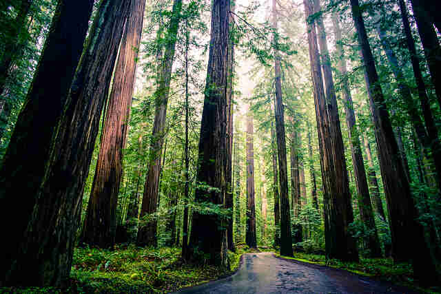 Out on a Limb: Dwindling Trees in Cities