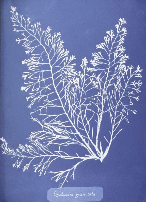 Weekly E-Book: Photographs of British Algae