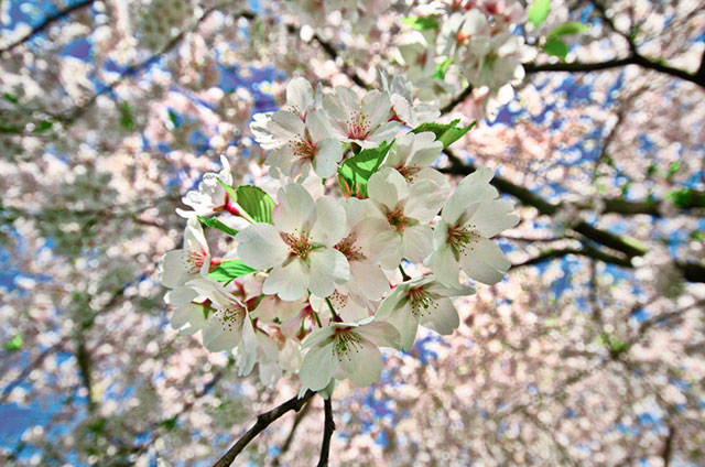 Sakura Petals