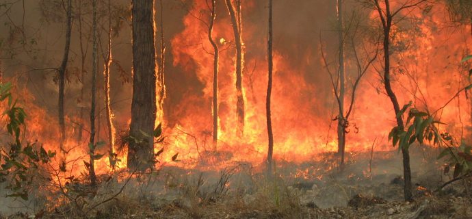The Birds That Start Fires: Using Indigenous Ecological Knowledge to Understand Animal Behavior