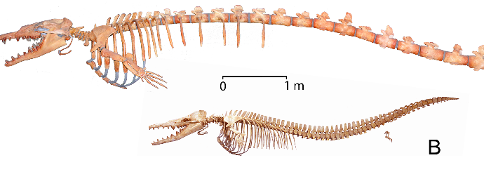 Ancient Killer Whale Snacked on Fish, Sharks, and…Other Whales