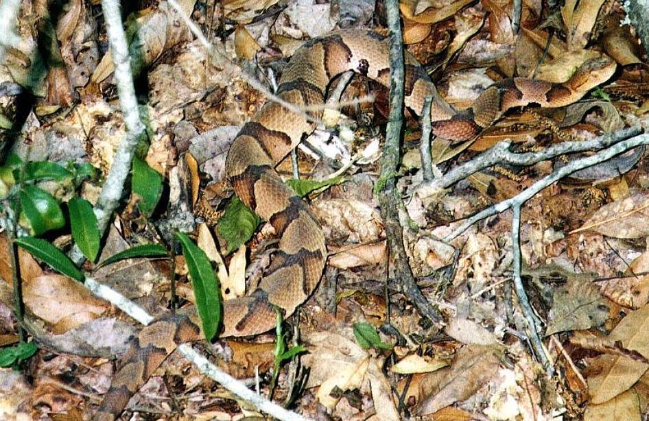 How Seeing Snakes in the Grass Led to Primate Evolution