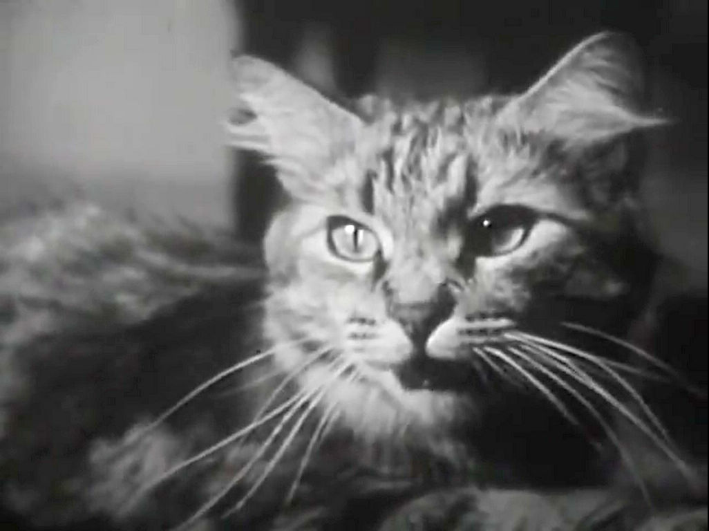 Free Thing of the Week: The Private Life of a Cat