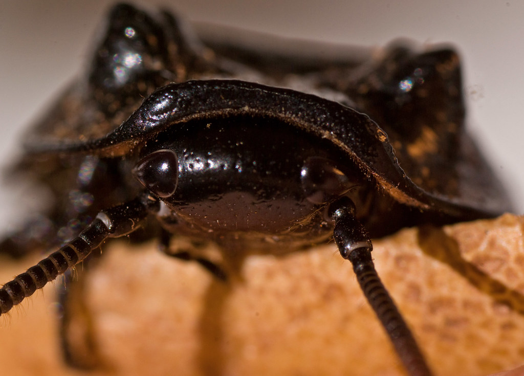 Before the Cylindrical Razzia