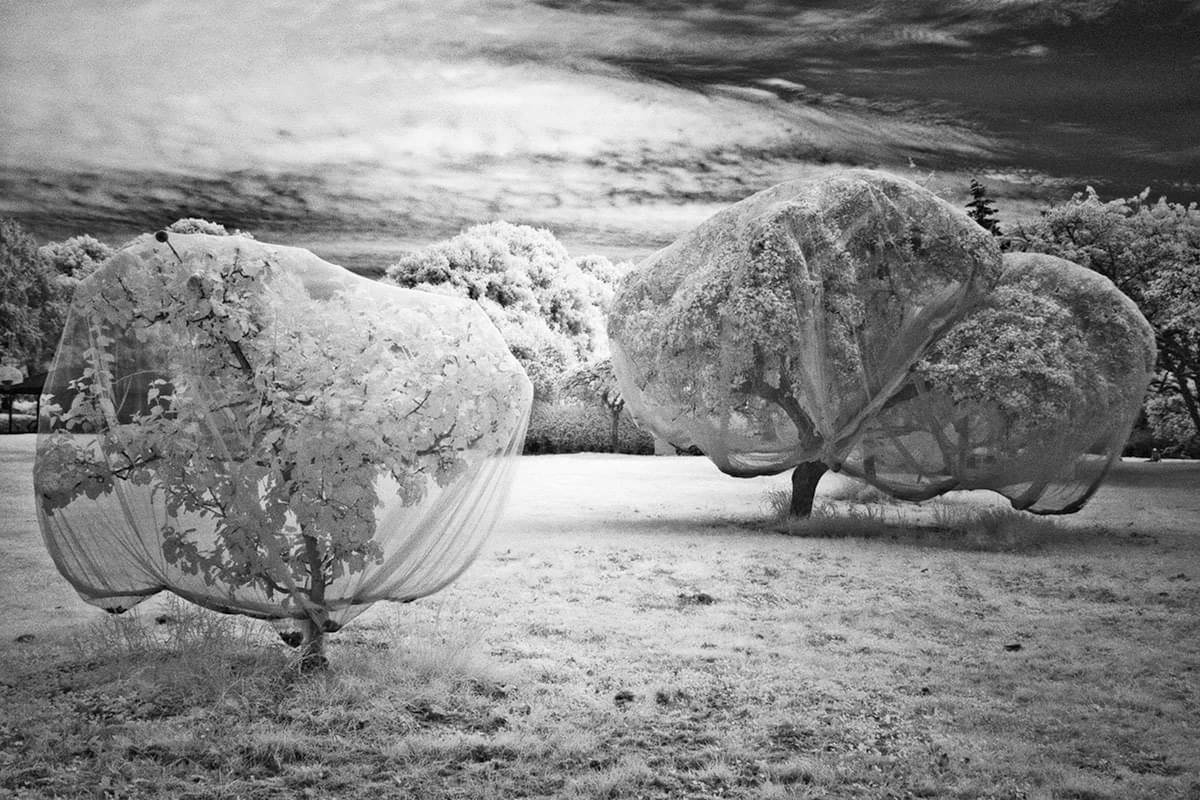 Questions for the Beginning and the End of Covid