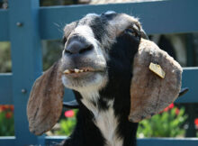 Portrait of the Goat as Casual Sage