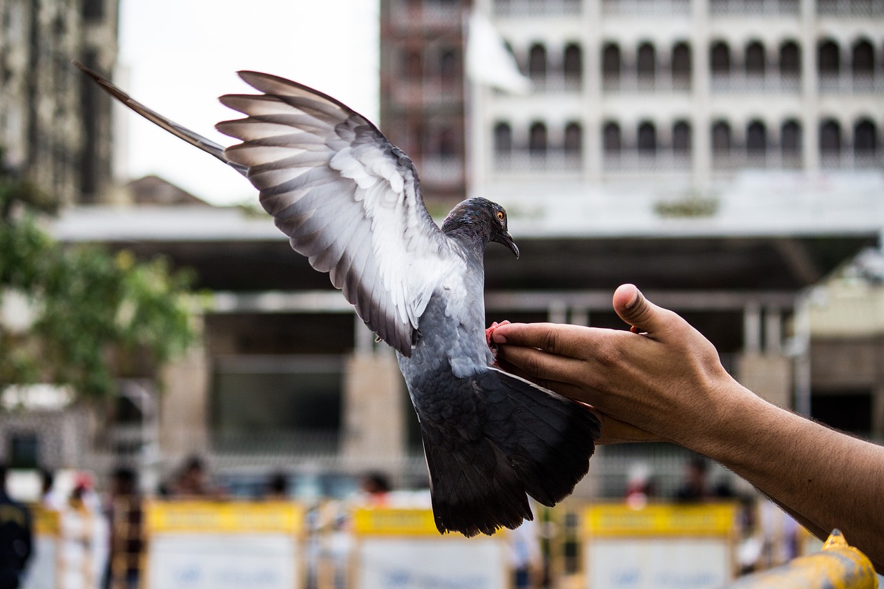 Seattle Central Inundated with Carrier Pigeons