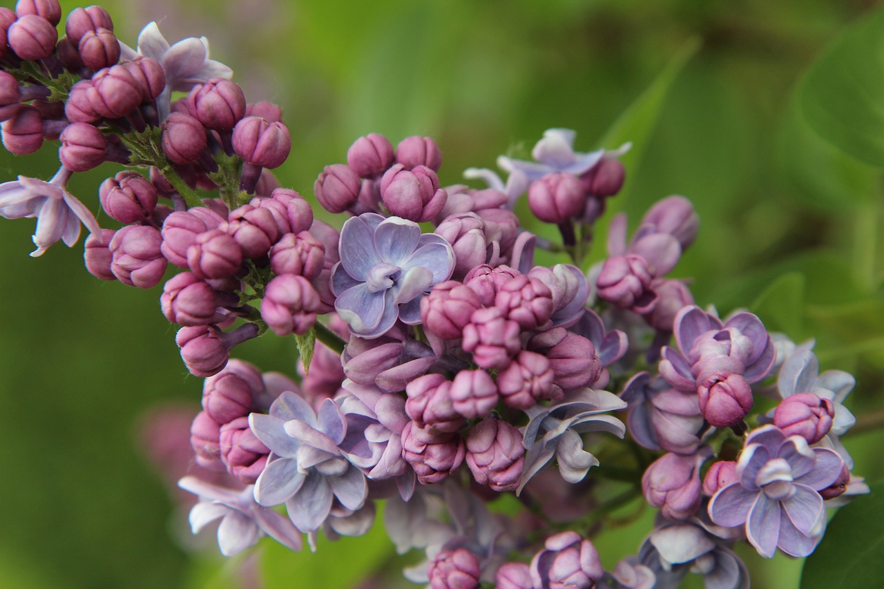 To Lilacs in a Plague Year