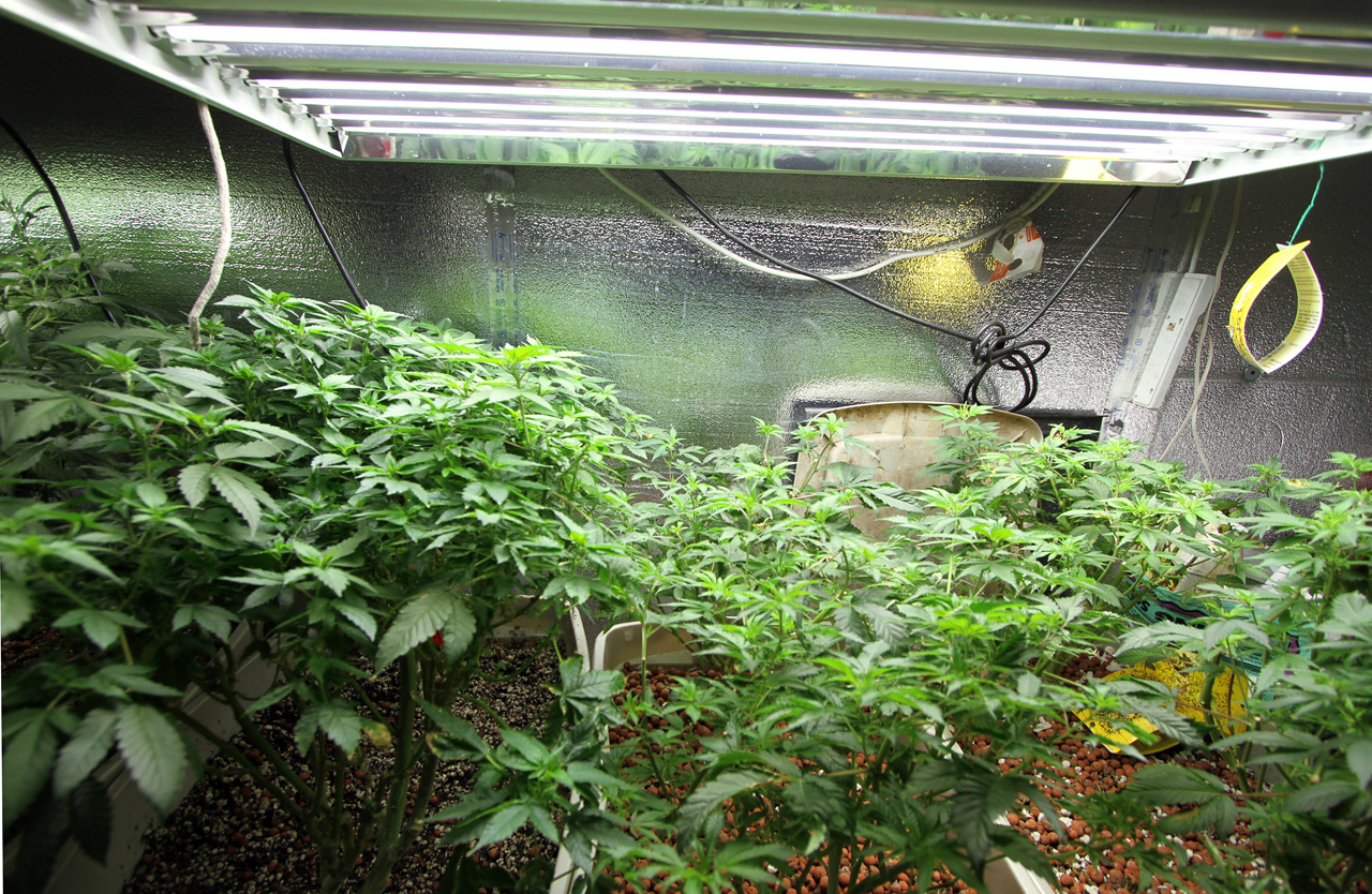 The War on Drugs Is Holding Science Back