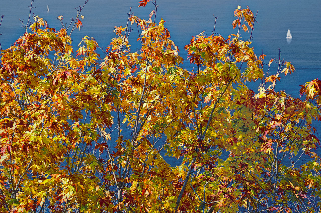 Last Minute Voter’s Guide