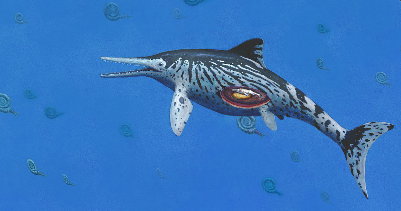 Life After Death: Largest Discovered Ichthyosaurus Preserves a Fossilised Embryo