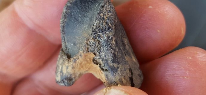 Social Media, Preprints, and a Dinosaur Tooth